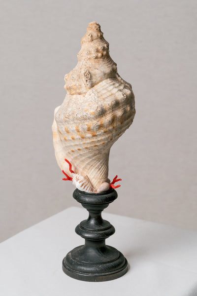 Escultura caracola marina Bursidae