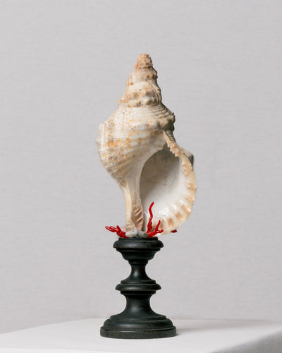 Escultura caracola marina Bursidae