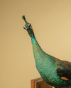 Pavo Real Ornamental con Cola Extendida