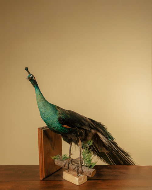 Pavo Real Ornamental con Cola Extendida